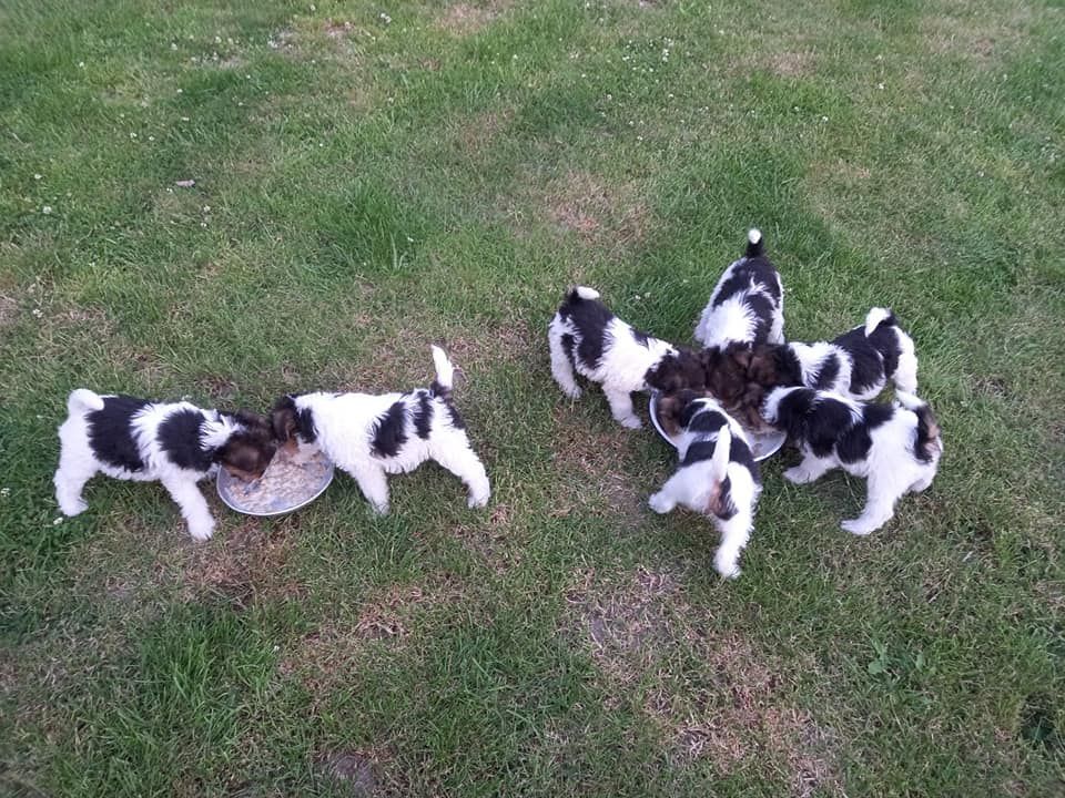 chiot Fox Terrier Poil Dur of New Farm