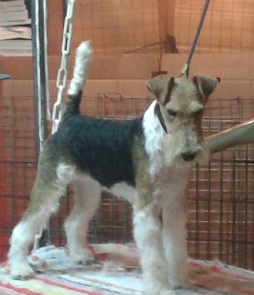 Impératrice sissi of New Farm
